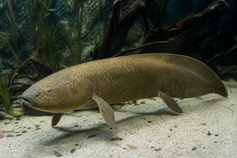 Neoceratodus forsteri (Dipneuste australiano, Barramanda di Aust.)