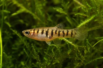 Neohaterandria elegans Elegante eterandria