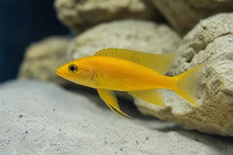 Neolamprologus leleupi (Cichlid limone)