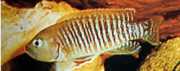 Neolamprologus multifasciatus Lamprologo striato