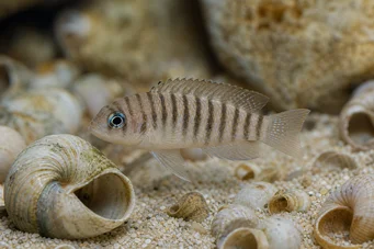 Neolamprologus multifasciatus (Lamprologo striato)
