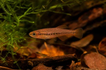 Neolebias ansorgii