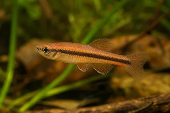 Neolebias axelrodi