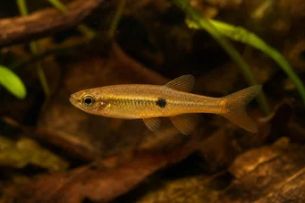 Neolebias powelli 1 tache (Neolebias Domino)