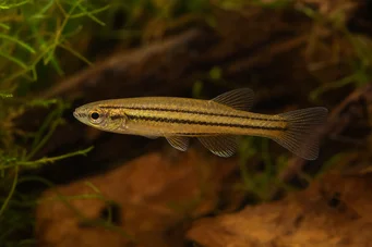 Neolebias trilineatus (Africano Charain con tre bande)