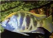 Nimbochromis venustus Venustus, copertine di pavone