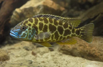Nimbochromis venustus (Venustus, copertine di pavone)