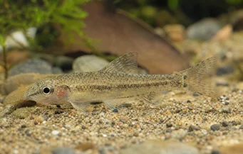 Odontocharacidium sp. aff. aphanes Tetrager nano verde