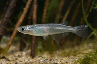 Oryzias melastigma Killi di Java