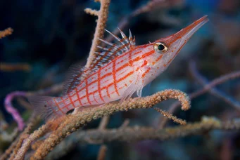 Oxycirrhites typus Scotler