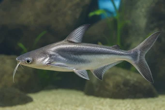 Pangasius sutchi