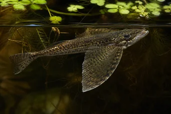 Pantodon buchholzi (Pesce farfalla)