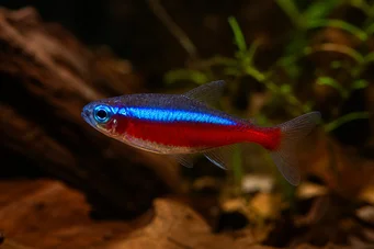 Paracheirodon axelrodi (Tetra Cardinale)