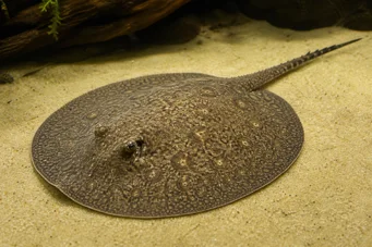 Paratrygon orbicularis Linea orbicolare