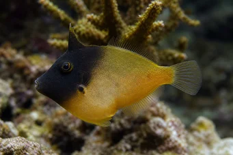 Pervagor melanocephalus (Pesce a coda rossa)