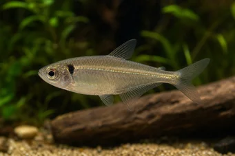Phenacogaster pectinatus Pectinatus, Golden Band Tetra