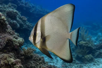 Platax orbicularis (Pesce di pipistrello orbicolare)