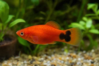 Platy mickey mouse Plamey Topolino