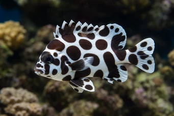 Plectorhinchus chaetodonoides (Pesce diagramma di Arlequin)