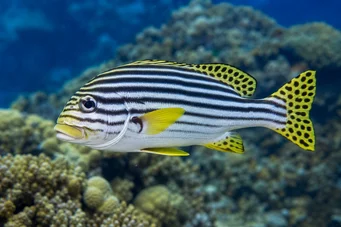 Plectorhynchus orientalis Gaterin orientale