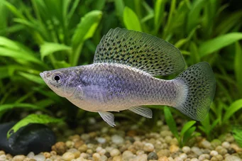 Poecilia latipinna Molly velo