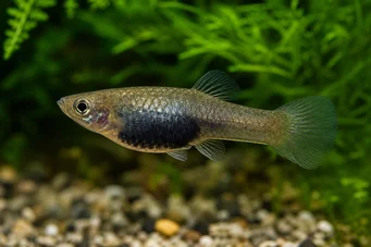 Poecilia melanogaster Plame Melano