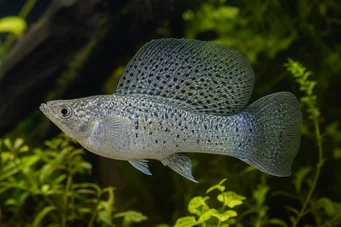 Poecilia velifera Molly velo