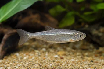 Poissonsus picus (Pesce Porc-Epico)