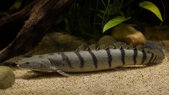 Polypterus delhezi