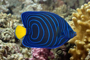 Pomacanthus annularis (Anello di pesce)