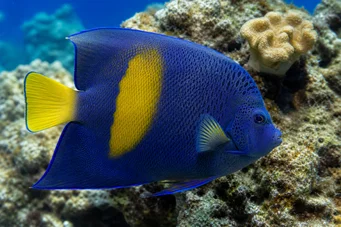 Pomacanthus maculosus (Pesce angelo in croissant)