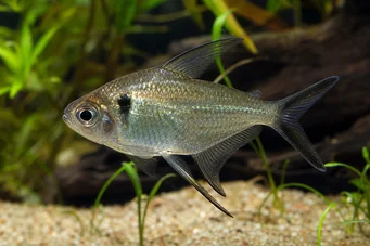 Poptella longipinnis (Fins lunghe tetra)