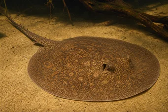 Potamotrygon laticeps (Réie à aiguillon comune)
