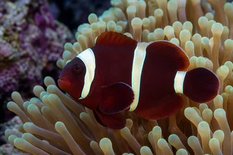 Premnas biaculeatus (Clown spinoso)