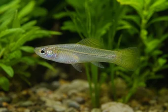 Priapella intermedia Priapella