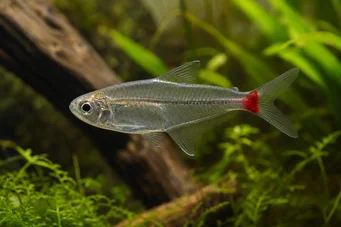 Prionobrama filigera (Caracin in vetro a coda rossa)