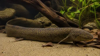 Protopterus annectens annectens Africano dipneuste