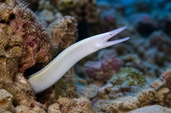 Pseudechidna brummeri Parete del nastro bianco