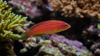 Pseudocheilinus hexataenia (Labrum a sei linee)
