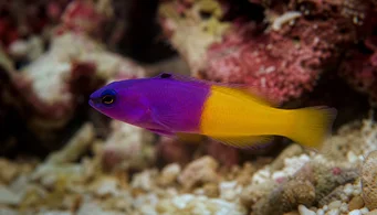 Pseudochromis paccagnellae (Pesce alla vaniglia)