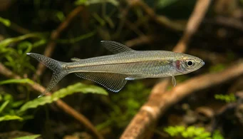 Pseudocorynopoma doriae (Aquilone)