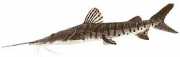 Pseudoplatystoma fasciat... Tigre