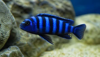 Pseudotropheus demasoni
