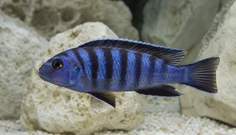Pseudotropheus elongatus (Ciclide allungato)
