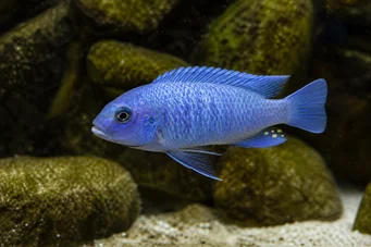 Pseudotropheus socolofi