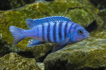 Pseudotropheus tropheops (Giallo)