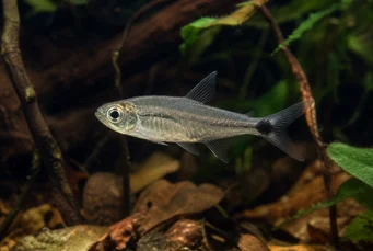 Pterobrycon myrnae Brycon (Tetra) in pinne