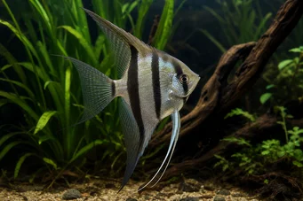 Pterophyllum scalare (Scalare)