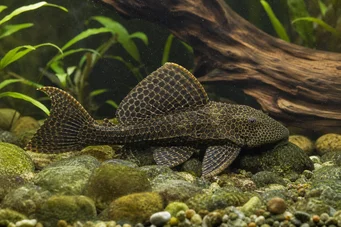 Pterygoplichthys anisitsi (Snow pleco)