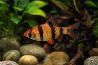 Puntius fasciatus Fragole a barba, fuoco a barba